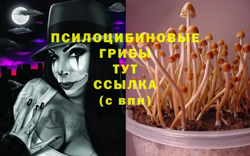 закладка  blacksprut как зайти  Псилоцибиновые грибы MAGIC MUSHROOMS  Кувандык 